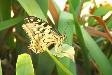 Natura