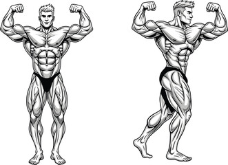 Strong male bodybuilder posing flexing muscles, muscular physique anatomy illustration, black and white vector art, front and side view fitness character drawing