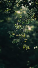 Obraz premium Sunlit Leaves and Spiderweb in Dark Forest