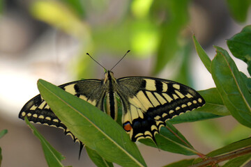 Natura