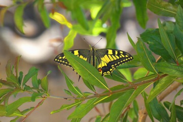Natura