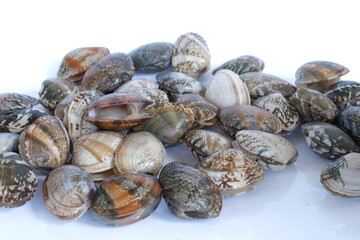 Clams on white background. Seafood.
