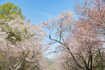 Obraz premium 北海道静内町-桜のある風景-06
