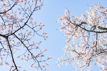 北海道静内町-桜のある風景-11