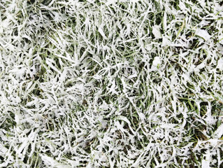 Green Grass in Snow Close-up Background Green White Winter Suddenly First Snow