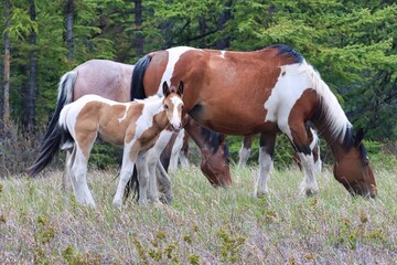 Yukon Territories, Canada