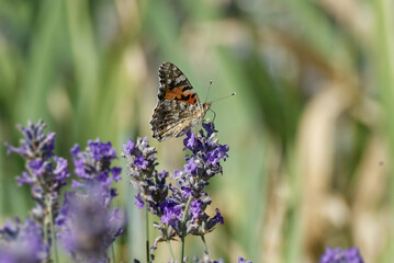 Painted Lady (Vanessa cardui) butterfly perched on lavender in Zurich, Switzerland