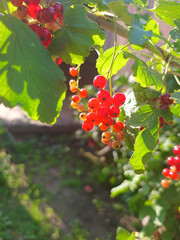 Ripe Red Currants Hanging on a Bush in the Summer Sunlight