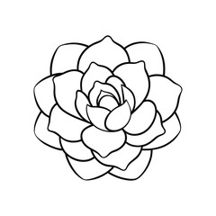 vector illustration of a rose