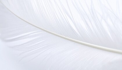 Closeup White Feather Detail