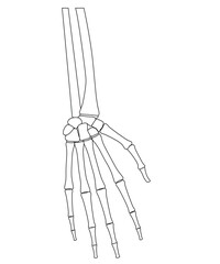 Science of hand drawn vector Diagram of human hand bones outline.