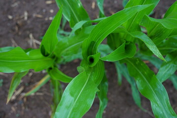 Top view of young corn plants growing in soil