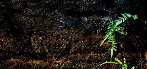 long natural background, The image captures the concept of resilience and persistence of nature in challenging environments. © Fahsop