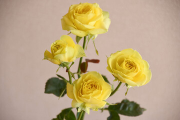 黄色いバラ