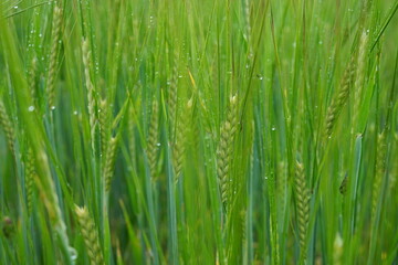 Wheat spikes with water droplets