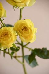 黄色い薔薇