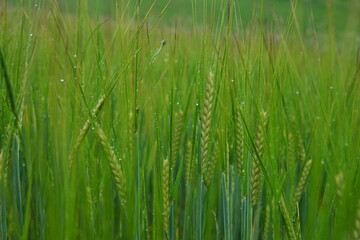 A field of ears and flowers after the rain