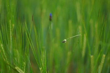 Fresh green ears close-up.