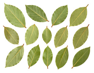 Overhead View of Bay Leaves with Green Hues on a Transparent Background Featuring Detailed Veins and Natural Texture