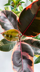 Young leaf of Ficus elastica Belize, close-up. Variegated leaves with beige-pink shade. Houseplant....