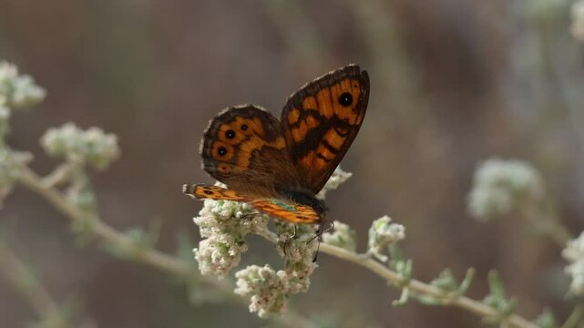 Destellos verdes en las alas producidos por la luz del sol en mariposa Lasiommata megera sobre arbusto de poleo de monte (Teucrium polim), Alcoy, Espa&ntilde;a