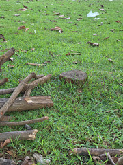 Cut wooden logs and firewood laying randomly on fresh green grass in rural field during dry season afternoon