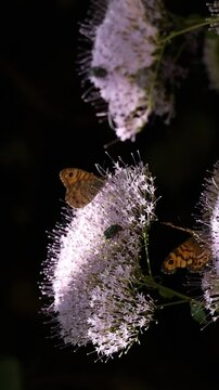 Dos mariposas Lasiommata maera comiendo en Flor de la viuda Trachelium caeruleum con fondo negro, Alcoy, Espa&ntilde;a