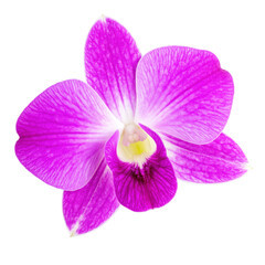 Vibrant Purple Orchid Bloom Isolated on Transparent Background in Detailed Studio Shot Showcasing Delicate Petals and Floral Elegance