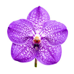 Isolated Purple Orchid Blossom With Detailed Petals And A Transparent Background Showcasing Natural Beauty