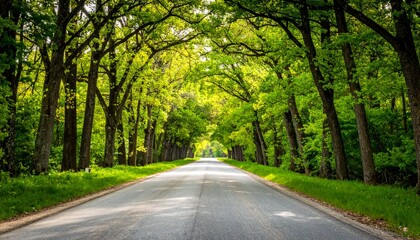 Obraz premium road in the forest