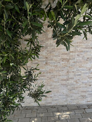 Obraz premium Minimalistic composition of fresh green branch, textured gray granite surface. Organic shadow play and natural calm background for eco-themed designs.