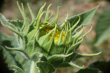 Natura