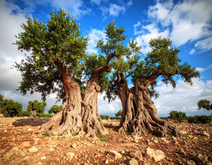 Fototapeta premium Ancient olive trees, their gnarled trunks reaching towards the sky, symbolize Tunisia's rich agricultural heritage.