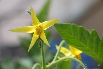 Natura
