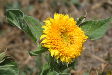 Natura