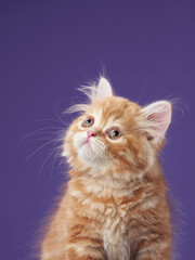 A ginger kitten gazes upward against a vibrant purple background, its soft fur glowing. The...