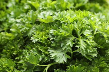 Fresh curly parsley as background, closeup view