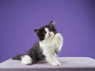 A black and white kitten sits on a surface against a vibrant purple background. The composition...