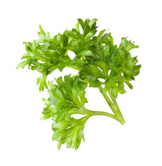 Sprig of fresh parsley isolated on white
