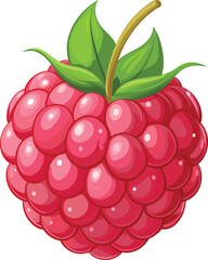 Raspberry fruit vector illustration