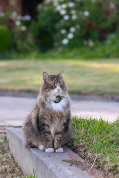 cat with tracking device on collar