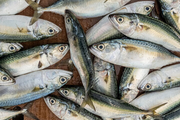 Fresh varieties of sea food meat like fishes, crabs, shrimp, prawns, squid, cuttlefish, octopus, sharks, dry fish, etc,. Selling at Chennai Kasimedu - the largest fish market place in south india.	