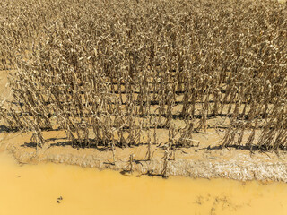 Flash flood destroys corn and vegetable crop in Southeast asia.