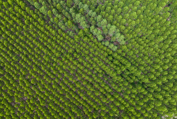 Aerial view of eucalyptus plantation. Tree green canopy. Wood supply, carbon capture, and sustainable forestry practices. Eucalyptus forest plantation. Carbon storage potential and ecosystem balance.
