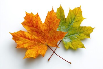 maple leaf isolated on white