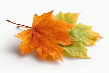 Fototapeta premium autumn maple leaf