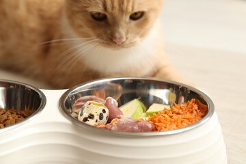 Cat with bowl full of raw natural products indoors, closeup. Pet's balanced diet