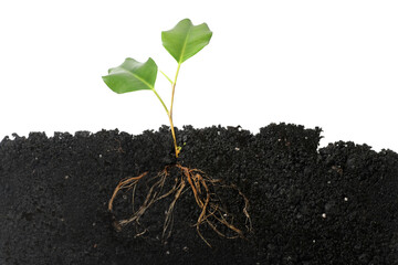 Ficus plant with root in soil isolated on white