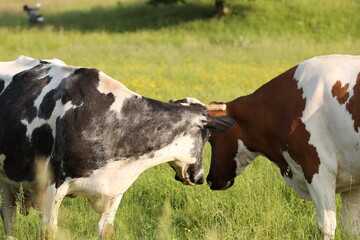 Beautiful cows grazing on green meadow. Farm animal