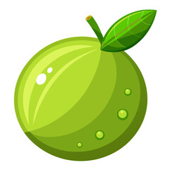 Lime slice
 white background